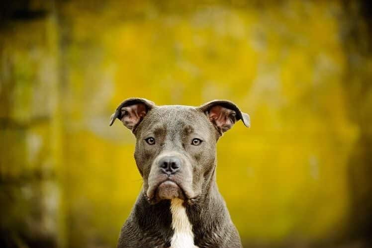 Bluenose Pitbull