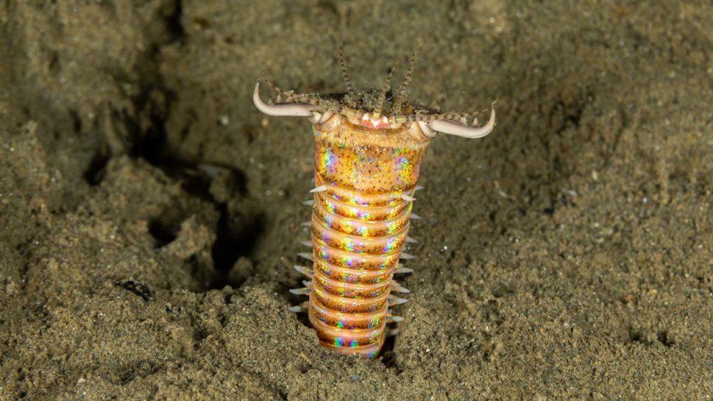 Bobbit Worm