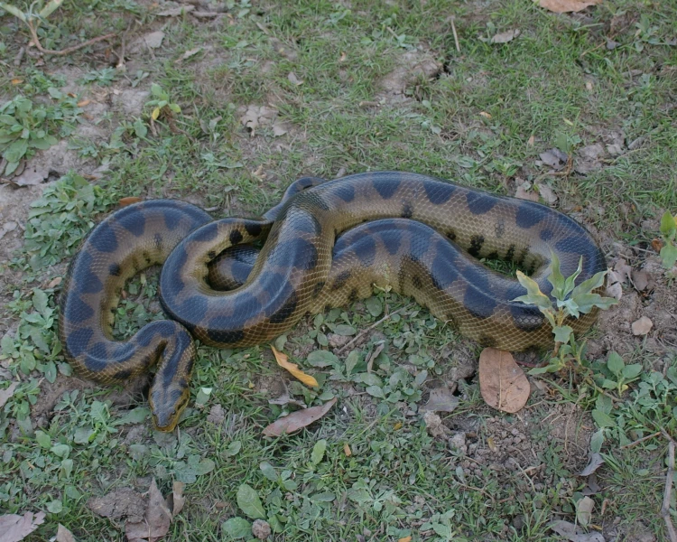 Bolivian Anaconda (Eunectes Beniensis)