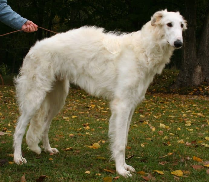 Borzoi