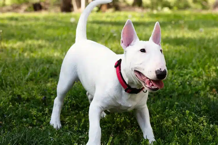 Bull Terrier