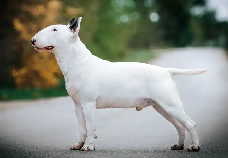 Bull Terriers