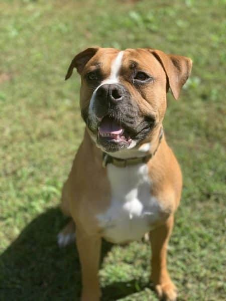 Bullboxer Pit (Boxer + Pitbull)