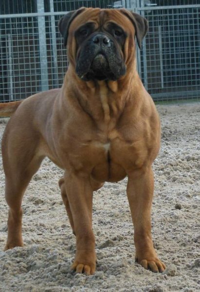 Bullmastiff Pit (Bullmastiff + Pitbull)