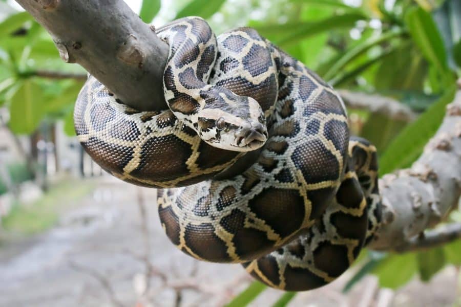 Burmese Python