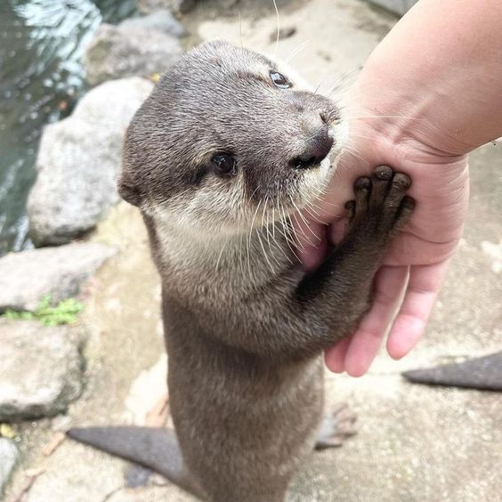 Can I have a Pet Otter? States Where You Can Have an Otter as a Pet