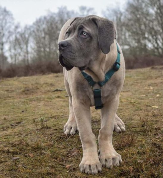 Cane Corso