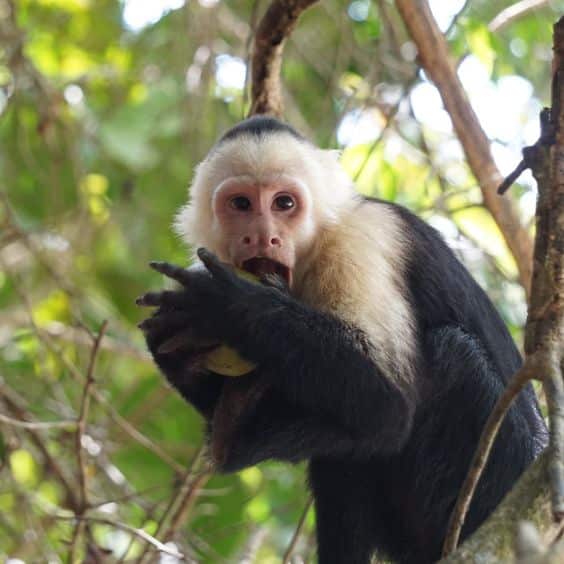 Capuchin Monkey