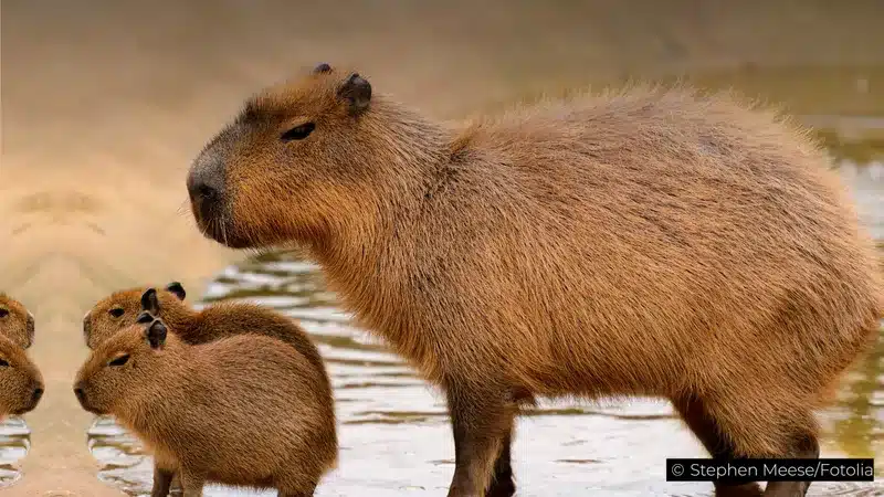 Capybara