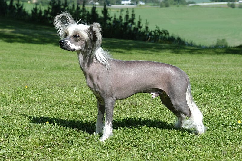 Chinese Crested