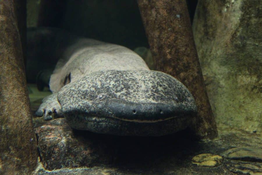 Chinese Giant Salamander