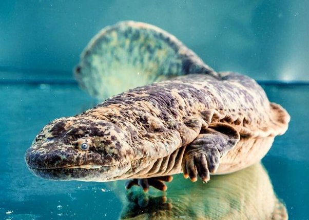 Chinese Giant Salamander