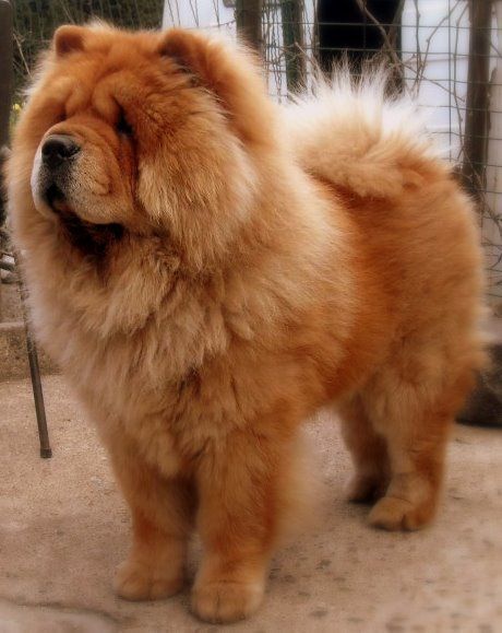 Chow Chow