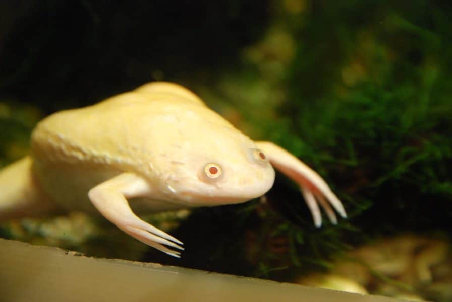 Clawed Frog