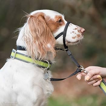 Coastal Pet Walk ‘n Train Dog Head Halter