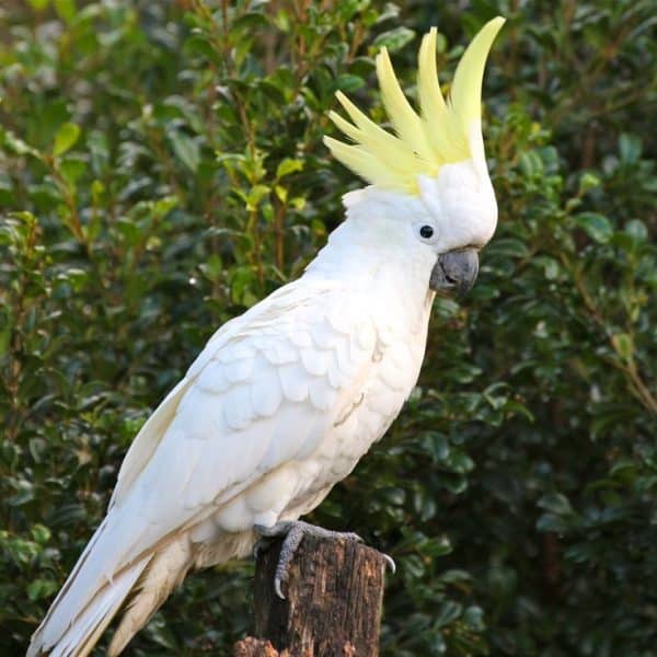 Cockatoo