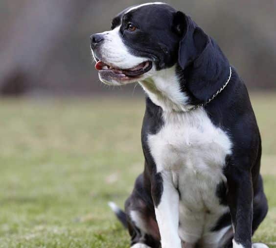 Cocker Pit (Cocker Spaniel + Pitbull)