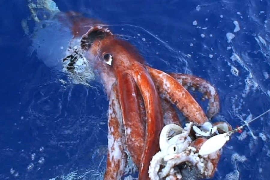 Colossal Squid