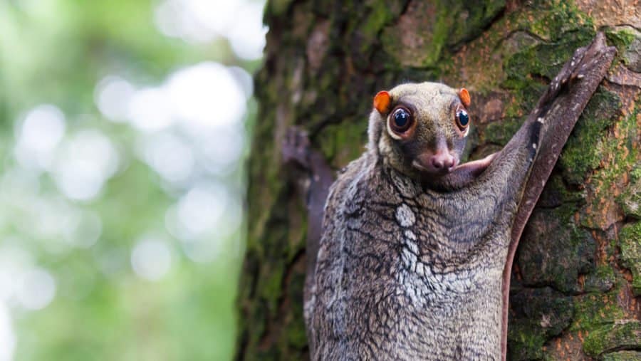 Colugo (Flying Lemur)