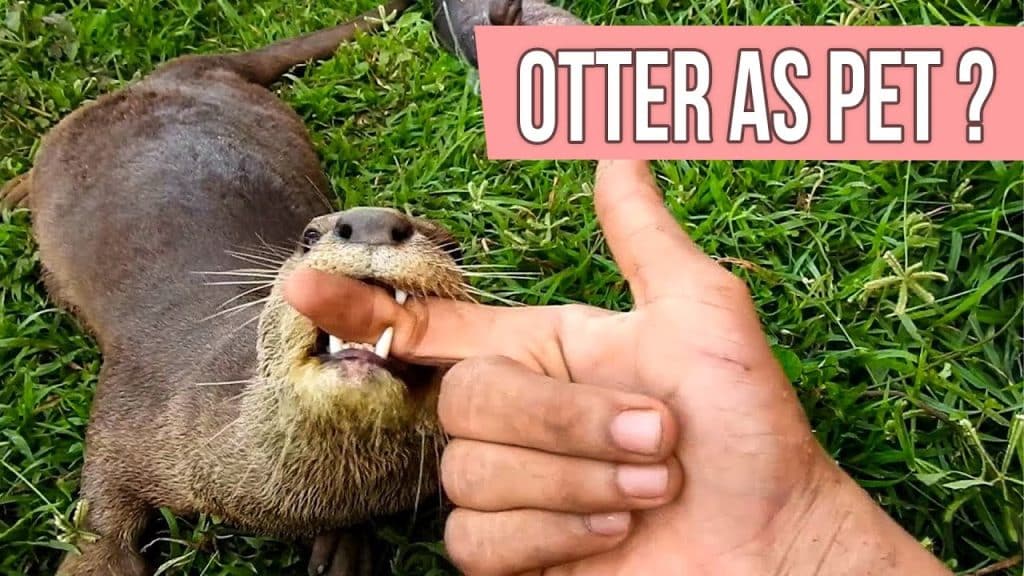 Could You Keep a Pet Otter?