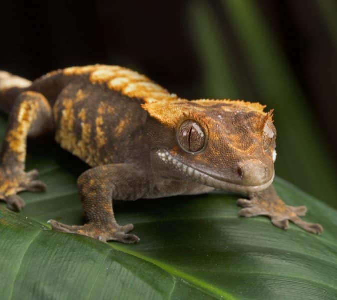 Crested Gecko.