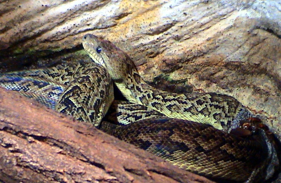 Cuban Boa