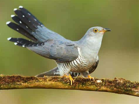 Cuckoo