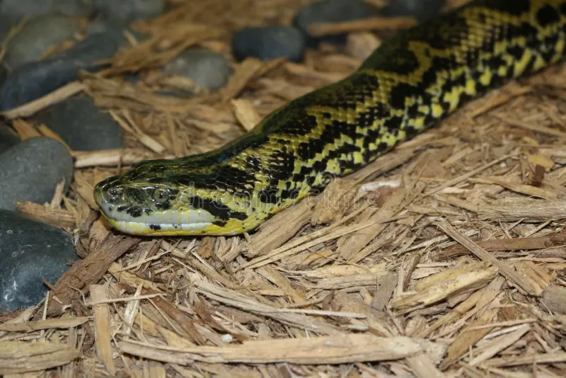 Dark-Spotted Anaconda (Eunectes Deschauenseei)