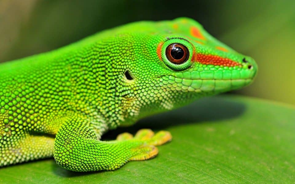 Day Gecko