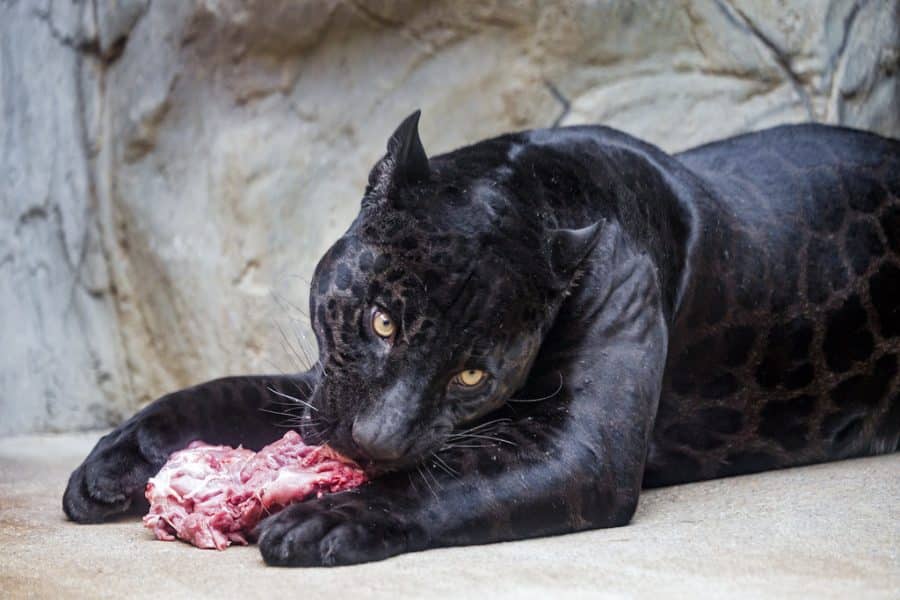 Diet-and-Nutrition-What-Does-a-Black-Panther-Eat