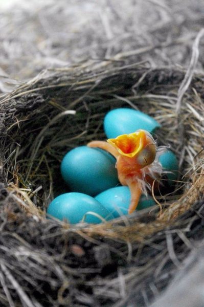 Different Types of Birds and Their Egg Color