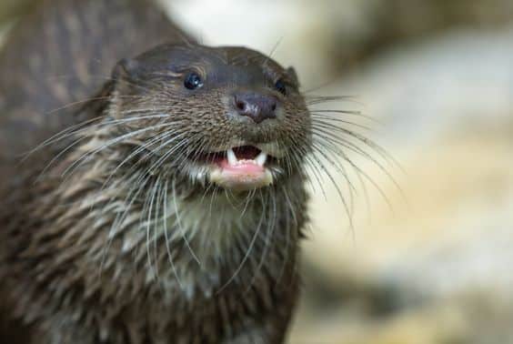 Do Otters Attack People?