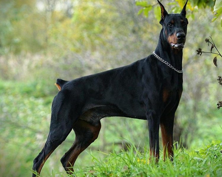 Doberman Pinscher