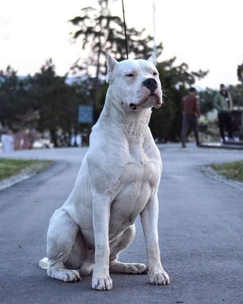 Dogo Argentino