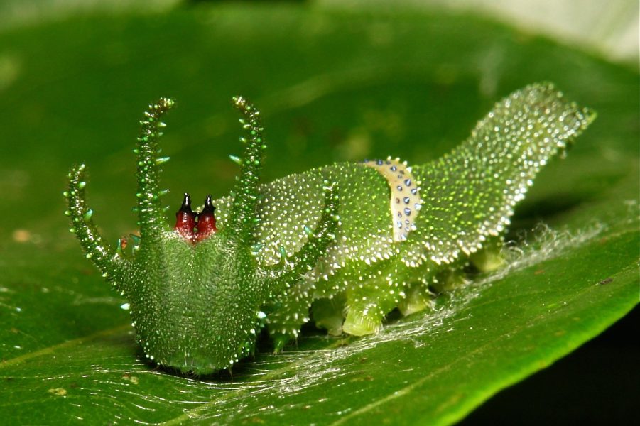 Dragon-headed Caterpillar