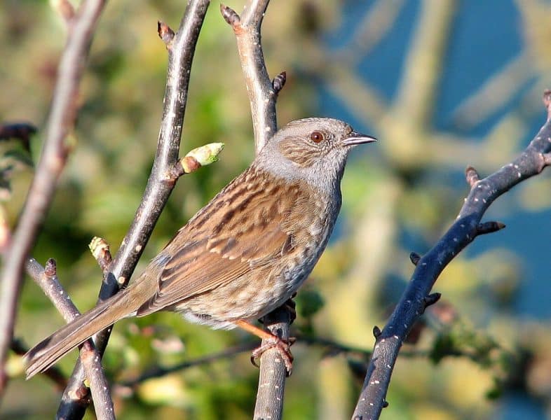 Dunnock