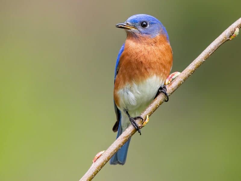 Eastern Bluebird