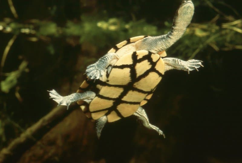 Eastern Long-Necked Turtle