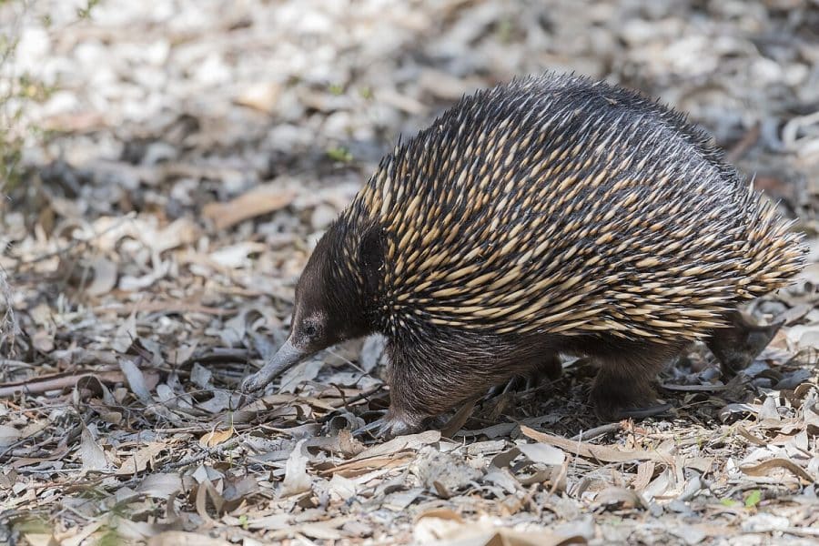 Echidna