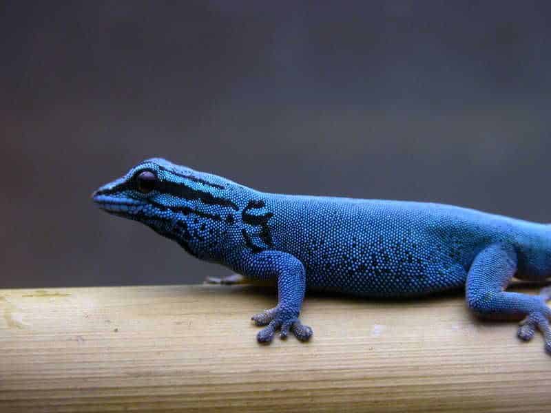 Electric Blue Gecko