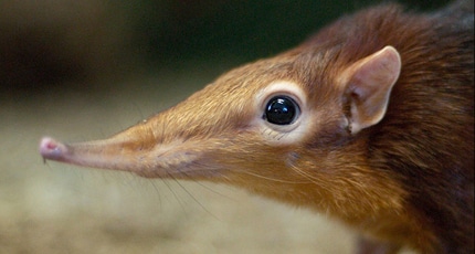 Elephant Shrew