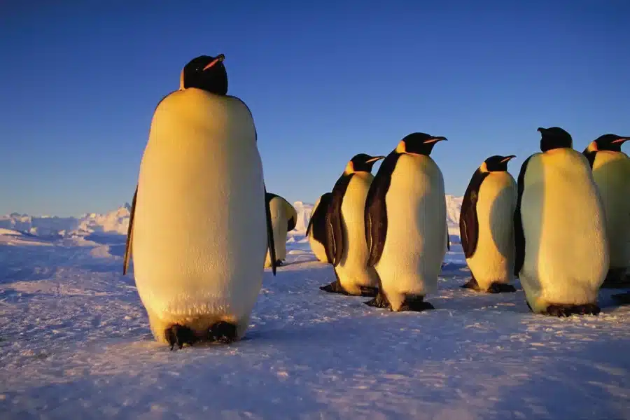 Emperor Penguin