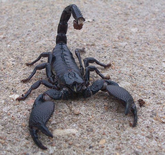 Emperor Scorpion