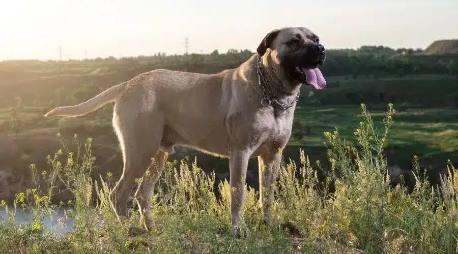 English Mastiff 