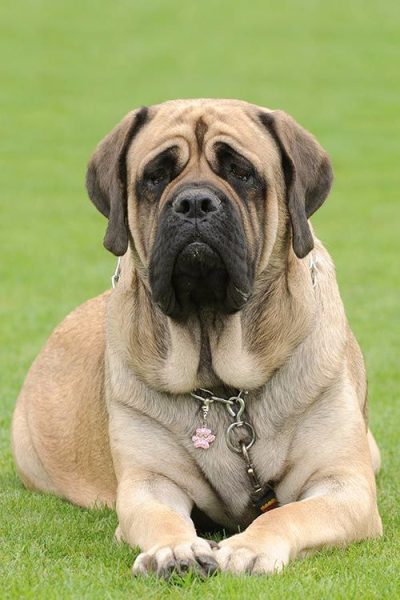 English Mastiff