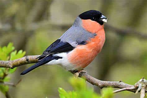 Eurasian Bullfinch