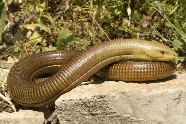 European Legless Lizard