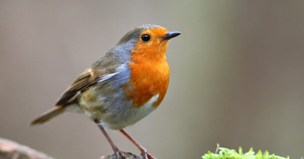 European Robin