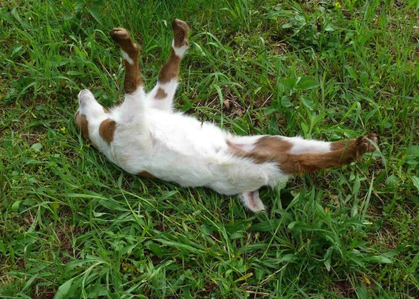 Fainting Goats