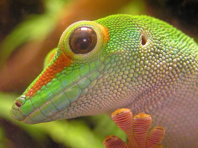 Fascinating Facts and Details About Gecko Lizard